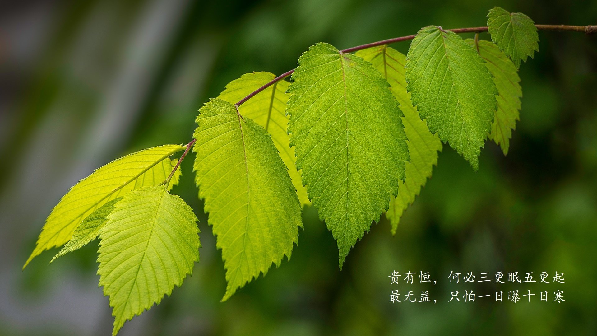 开云中国大陆-WRC赛场激战：车手间的巅峰对决，wrc赛车视频