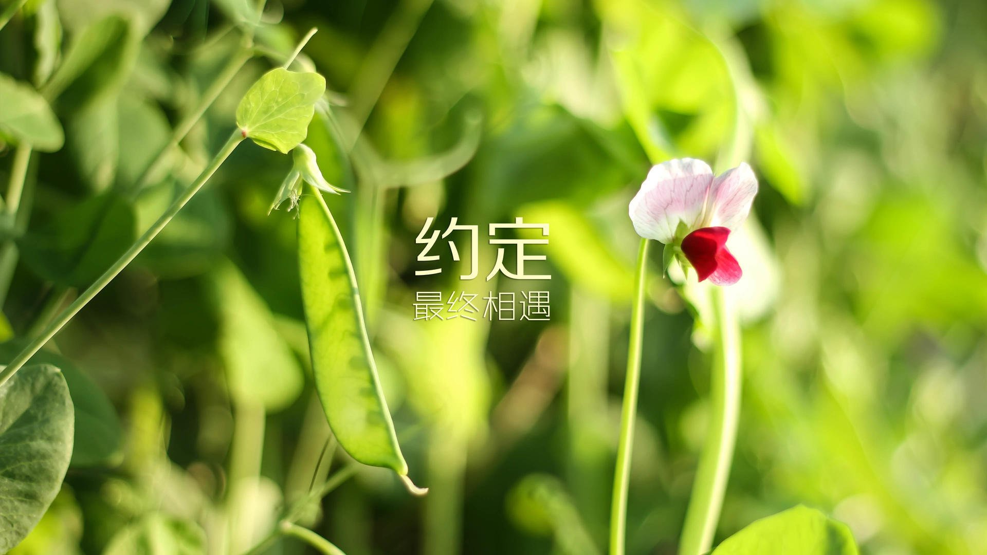 【伤病危机】影响球队战斗力的关键伤员动态，伤病原因