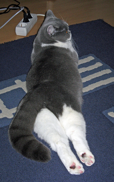 Kaiyun官方登录入口-体育新闻中心主办体育文化数字传播主题研讨会，体育数字化建设