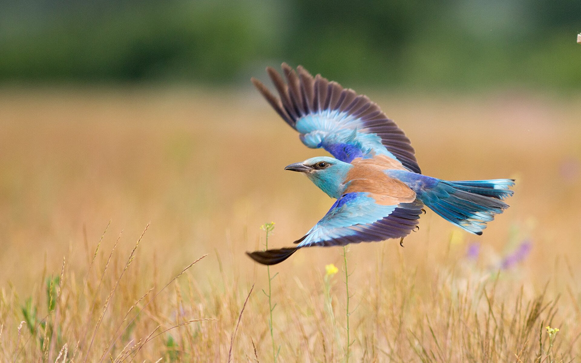 印度队未来规划：强化国家级赛事的竞争力和普及度，印度参赛人员