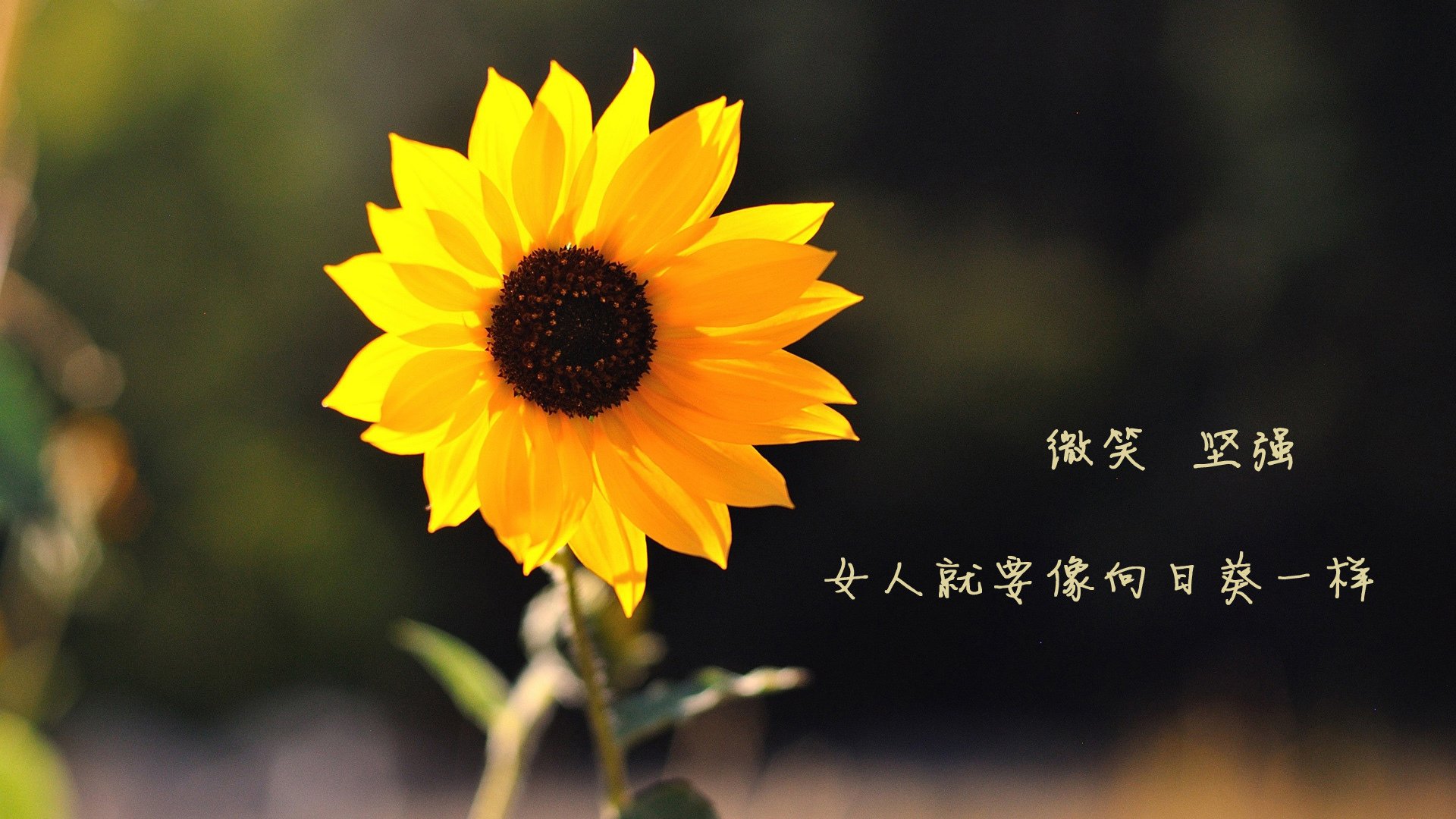 教练是否通过设定压迫频率来引导对手节奏，教练帮学员压腿