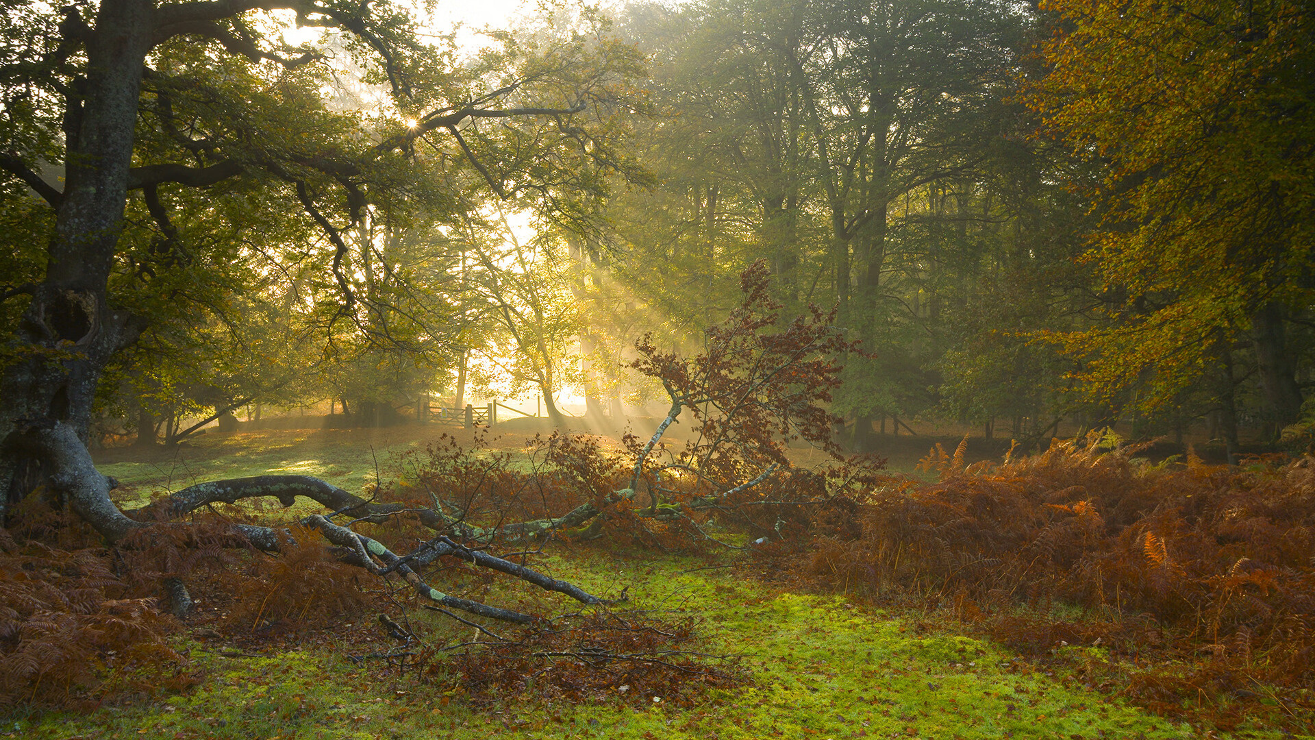 中国足球职业俱乐部成立青少年足球基金会，中国足协青少年部