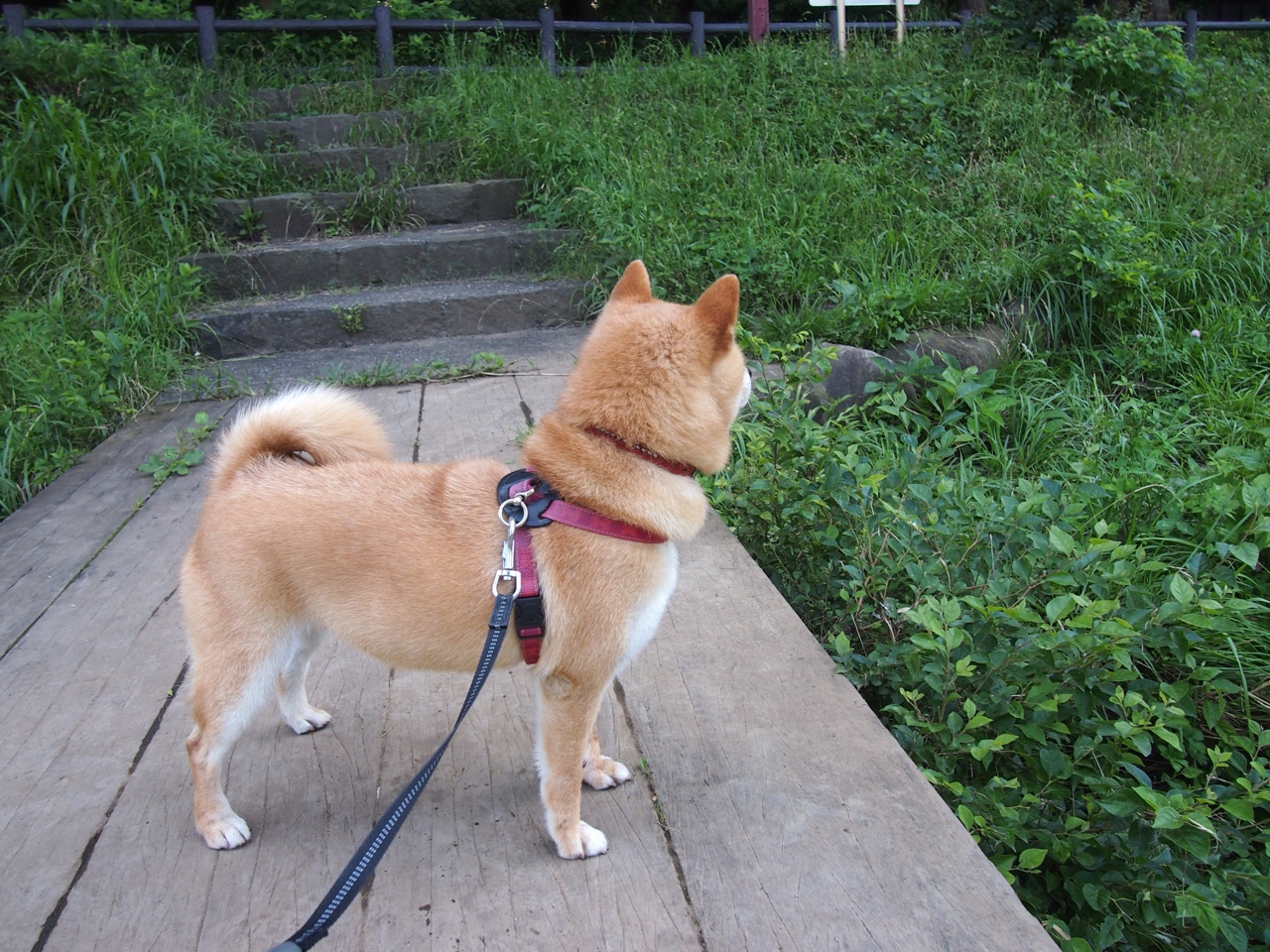 开云体育APP下载-绿色节能足球场地及设施实现普及，推动低碳绿色发展，绿色节能设施有哪些