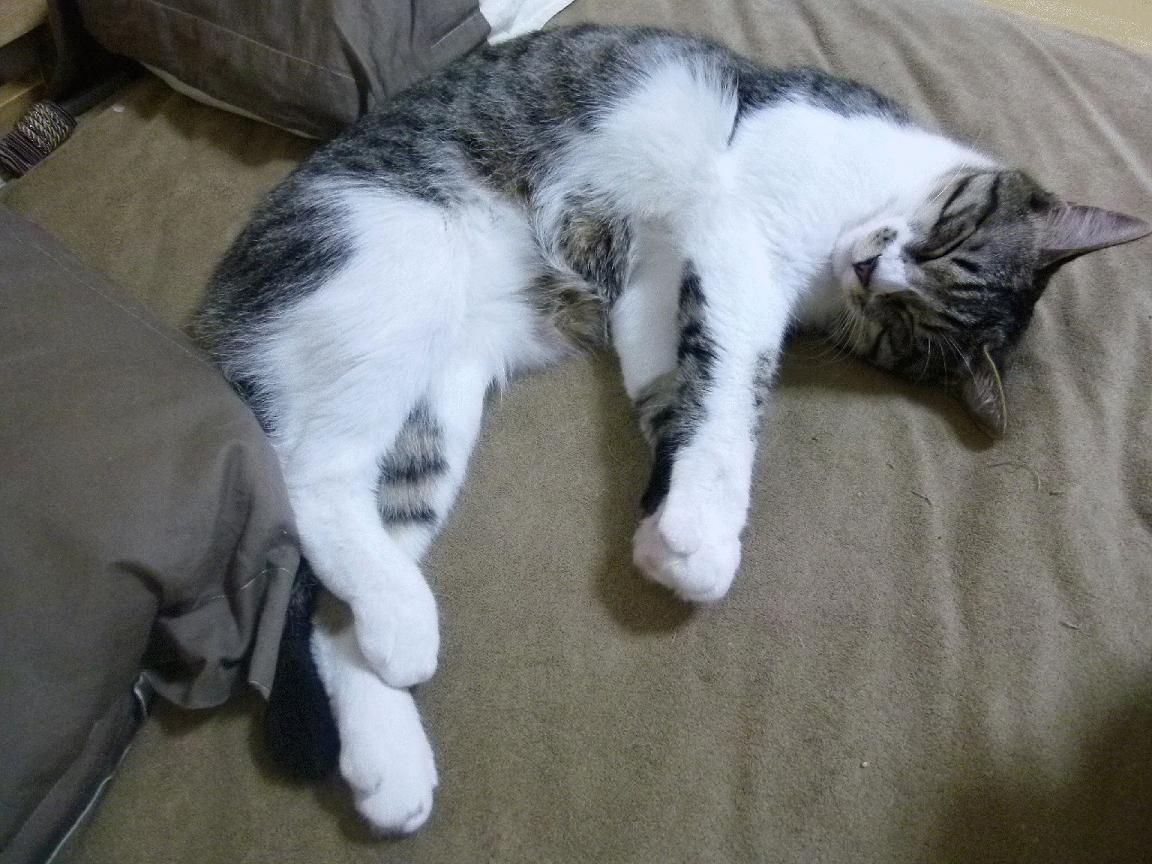 跳水初赛比利时状态逐步提升，跳水比赛视频2021年7月12日